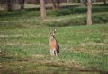 Lepus europaeus